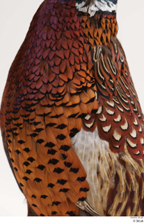 Pheasant  2 chest 0002.jpg